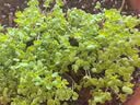 北蔬 各种蔬菜种子生菜草莓香菜小香葱黄瓜阳台四季菜籽 12种蔬菜种子 实拍图