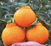 尚烤佳（Suncojia）保鲜罩 100只 一次性食品级保鲜膜套 保鲜袋套罩 适合多种碗盘 实拍图