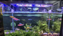LED全光鱼缸灯同款水族箱鱼缸照明灯架水草灯增艳发色灯神灯节能 6瓦蓝白光18cm（适合20-30cm鱼缸） 四排灯珠 实拍图