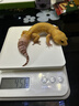 得力（deli）电子秤厨房家用烘焙克秤小型高精度克数称重食物秤 TE910 实拍图