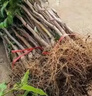冰糖脆枣树苗沾化冬枣树苗特大枣苗冰糖枣果树苗耐寒南北方种植 3年枣树苗后年结果 实拍图