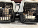 喵先生【新国航标准】宠物航空箱猫狗托运输猫咪狗狗外出箱便携手提笼子 1号【建议18斤内宠物】 实拍图