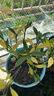 八芽小叶栀子花盆栽开花植物室内桌面茶几好养花卉绿植办公室净化空气 小叶栀子花-陶瓷竖纹盆-密胺托 带盆栽好 实拍图