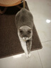 疯狂的主人猫抓板仿剑麻猫抓垫耐磨不掉屑宠物地垫地毯猫抓垫50*80CM 实拍图