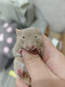 比克熊仓鼠木屑除臭垫料金丝熊木屑兔子刨花锯粉垫材用品原味2.5kg 实拍图