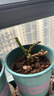 玫瑰花苗老桩绿植物盆栽月季蔷薇老根室内外阳台庭院特大花卉四季 56粉龙（老桩爬藤苗四季开花） 实拍图