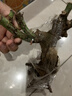 玫瑰花苗老桩绿植物盆栽月季蔷薇老根室内外阳台庭院特大花卉四季 34梦幻（老桩苗四季开花） 实拍图