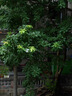 松下（Panasonic）Lumix G100D M43画幅相机 M43卡口 微单相机 无反数码相机 G100D+【12-60mm白盒】单镜套装 实拍图