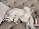 instinct进口猫粮百利无谷鸡全猫幼猫干粮11磅/5kg 实拍图