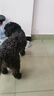 比乐六拼冻干牛肉牛油果成幼犬全价狗粮10kg小型中大型犬泰迪金毛20斤 实拍图