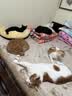 皇家室内成猫粮 I27 通用粮 12月以上 2KG【皇家预售付定金享优惠】 实拍图