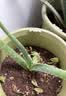 史丹利观叶绿植专用营养土室内盆栽植物通用型土壤盆景种绿植泥炭土10L 实拍图