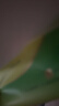 心相印抽纸 面巾纸 茶语丝享 3层110抽*24包真S码 纸巾（整箱销售） 实拍图