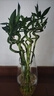 沭之美转运竹水培植物绿植花卉 转运竹高约50cm10支不含瓶 源头直发 实拍图
