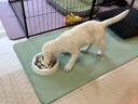 皇家狗粮 拉布拉多幼犬狗粮 宠物大型犬 ALR33 全价犬粮 2-15月 3KG 实拍图