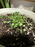 IAM City Farmer含羞草种植盆栽 小学生科学趣味diy盆栽 植物观察窗发芽生长10032 实拍图
