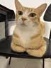 憨憨乐园猫玩具逗猫棒自嗨解闷神器幼猫成猫小猫咪羽毛玩具宠物用品 HL 实拍图