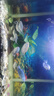 鱼缸灯led灯防水超亮全光谱三色小水族箱潜水专用彩灯灯管 5W三色变光24cm（30-40cm缸用） 实拍图
