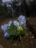 绣球花苗无尽夏带花苞四季开花绣球花盆栽庭院好养花卉植物室内花 无尽夏【大花绣球-无尽星河】 中苗【当年开花】原盆宽15cm高30cm冠25cm 实拍图
