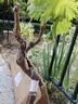 优质田园土泥土黑土盆栽通用种菜专用土种植土壤种树养花土 田园黑土19斤 实拍图