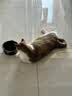 乐优派猫碗陶瓷黑色水碗宠物喂食器狗碗大容量防打翻猫食盆狗盆 黑色 实拍图