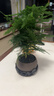 开时果 文竹盆栽中式植物禅意微盆景 办公室客厅桌面花卉创意迷你小绿植 【热销款】舍得紫砂盆+黑石+底座 实拍图