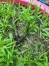 玫瑰花苗老桩绿植物盆栽月季蔷薇老根室内外阳台庭院特大花卉四季 39真宙（老桩苗四季开花） 实拍图