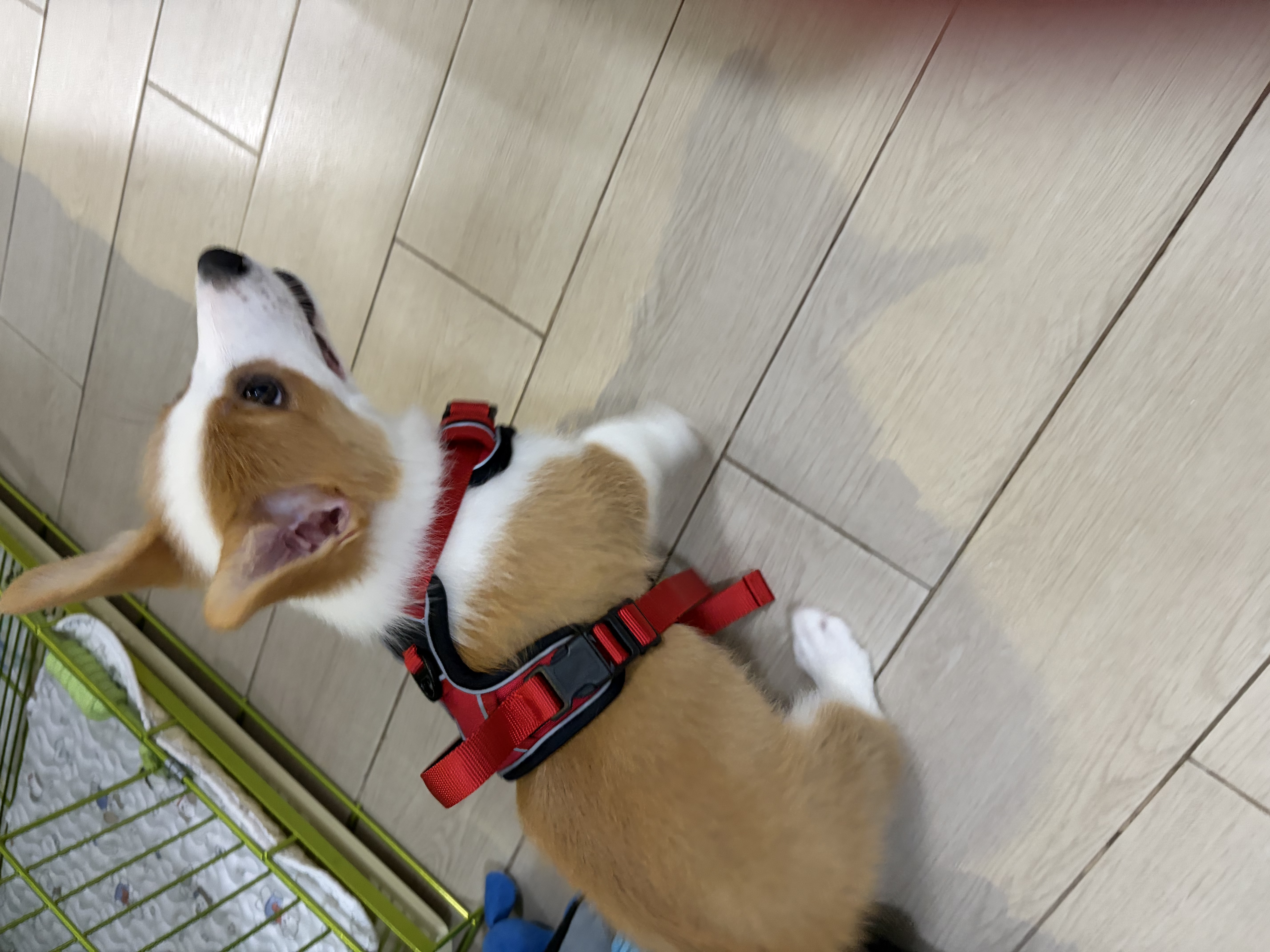宠小曼狗狗胸背带套装背心式防爆冲金毛拉布拉多遛狗绳牵引绳酷黑红S 实拍图