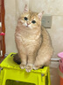 pidan猫砂 纯豆腐猫砂2.4kg*4包强力吸臭不易带出 可冲厕所非膨润土砂 实拍图