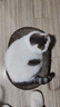 【京东物流】猫抓板磨爪猫窝一体耐磨不掉屑超大号猫玩具猫咪用品 椭圆小号+猫薄荷 实拍图