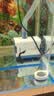 森森（SUNSUN）耀蓝鱼缸水泵小型潜水泵过滤泵抽水泵YQP-1000 15W 实拍图