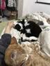 诚实一口小轻袋OX-FIT全价鲜肉烘焙猫粮成猫56天体重管理5.4kg[618囤货] 实拍图