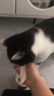 地狱厨房（Hell's Kitchen）宠物猫零食鸭胸肉无添加猫咪狗狗通用营养零食鸭小胸冻干70g*1包 实拍图