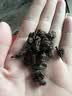 陈一凡 老茶头普洱熟茶500g  普洱茶五年陈香老班章云南勐海古树 实拍图