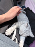 皇家宠物猫粮 幼猫猫粮K36-适用于12月龄50g*3 实拍图