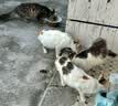 亿迪猫粮全价成猫幼猫冻干全阶段5斤布偶蓝猫英短橘猫通用小包装2.5kg 实拍图