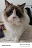 普安特宠物猫咪驱虫药驱虫体内体外驱幼成虫跳蚤犬虱非泼罗尼爱滴克套装 实拍图