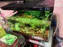 米家小米米家智能生态鱼缸还原自然生态补仓一次三月无忧出差旅行必备 实拍图