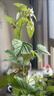 CHUANGSHIJI树莓苗双季树莓覆盆子树苗黄红树莓苗南方北方种植盆栽地栽果树苗 店长推荐5年苗果多【品种留言】 60cm(含)-69cm(含) 实拍图