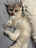 AMO PETRIC黑莓叶泪痕湿巾宠物猫狗去泪痕免洗纸巾阿默眼屎清洁80片/盒 实拍图
