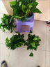 京东绿植绿萝盆栽除甲醛花卉绿植办公室新房净化空气180白竖纹4盆源头直 实拍图