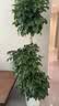 植男植女幸福树盆栽客厅室内大型绿植办公室乔迁绿宝净化空气源头直发 实拍图