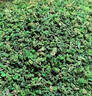 茗杰安溪铁观音 清香型 茶叶独立小泡装512g 自己喝 乌龙茶 送礼送茶 实拍图