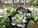 绿荫巷子多肉植物组合套餐肉肉室内植物办公室电脑桌面盆栽好养活小盆栽 【8颗肉】含盆+竹托(肉可自选） 实拍图