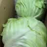 云南小包菜新鲜卷心菜农户自种蔬菜绿甘蓝鲜嫩可口单果250g起 绿甘蓝 净重5斤 实拍图