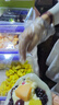 三象水磨糯米粉500g*3包 汤圆粉雪媚娘冰皮月饼糍粑原料泰国进口 实拍图