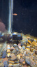 森森（SUNSUN）造浪泵鱼缸水族箱冲浪泵耀蓝造流吹粪便吹鱼便 磁铁款3W 流量调节 适合60cm以下鱼缸 实拍图