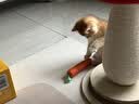 欢宠网猫玩具猫咪磨牙棒逗猫棒猫薄荷自嗨解闷耐咬神器猫猫小猫幼猫宠物 实拍图
