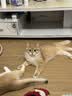京东京造全价冻干双拼猫粮10kg幼猫成猫粮无谷低敏高鲜肉猫咪猫粮 实拍图