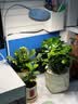 三思植物补光灯仿太阳全光谱 全光谱植物灯 室内植物生长盆夹灯-12W白 实拍图
